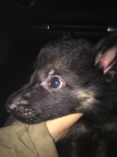 I have acquired a puppy.