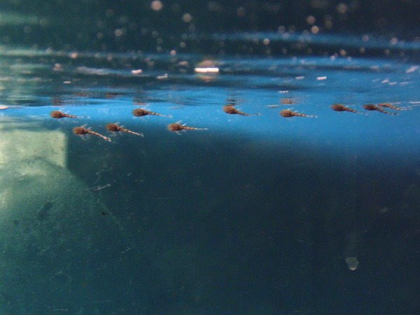 Stupidly excited about the amount of fry in the cave.