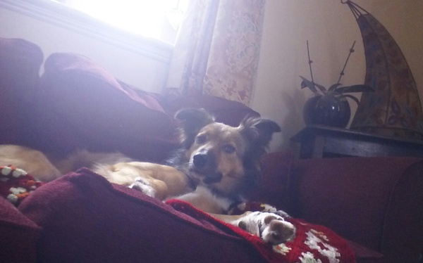 Owners of collies; tell me about your family.