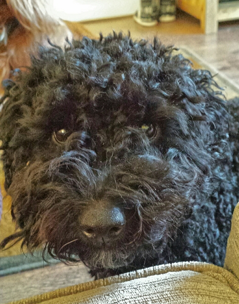 Its only been 3 weeks, and  I feel so guilty,but I really need another dog in my life!