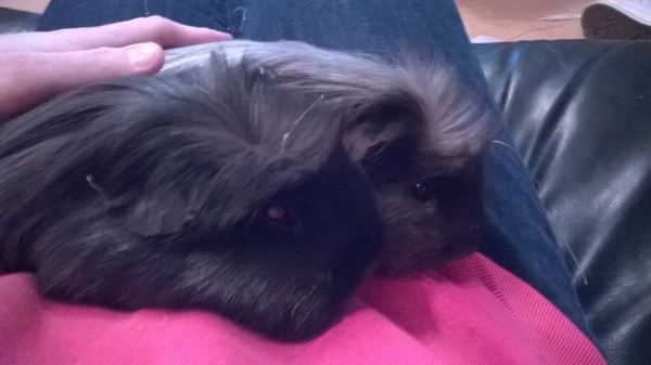 newly adopted Piggies