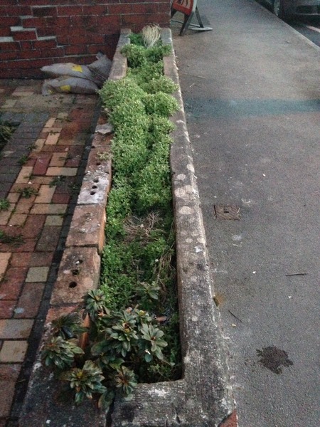 What to grow in my ugly wall (pics)
