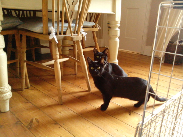 We have filled that kitty-shaped hole in our lives...
