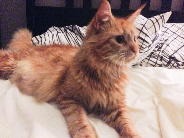 Life's a bitch but we keep on shagging! We've stocked up on gin and pics of cats! If your Miroid can't give you the big "O" then LTB and come join us! 50 shade's got nothing on us! It's JS'ing 40!!!!!