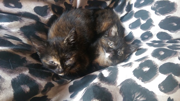 New kittens!!! we need name inspiration.