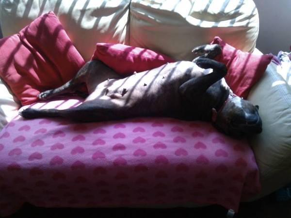 how does your dog sleep - feet in the air