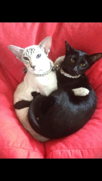 To pretend the cat did it and now I've had to put socks on her?