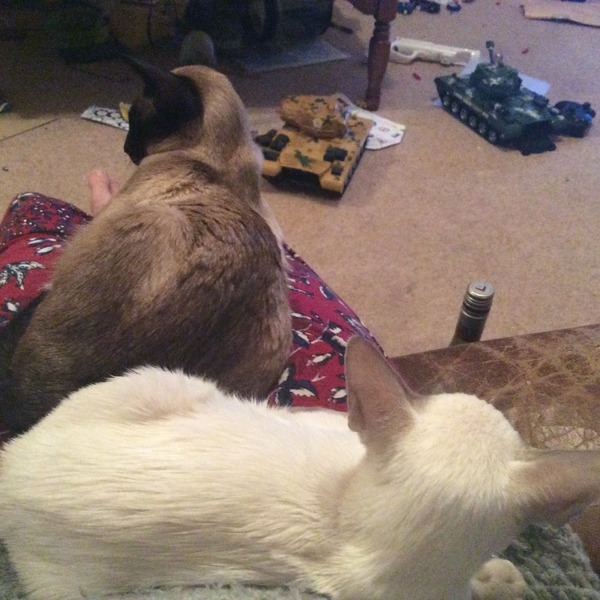 Cat and kitten woes