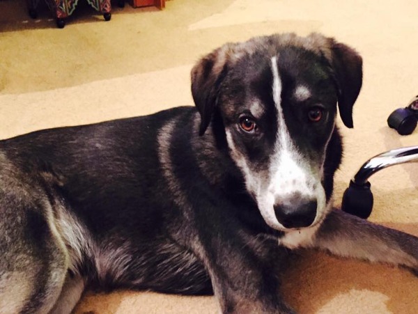 Who has rescued a dog ( not a puppy)? What advice would you give?