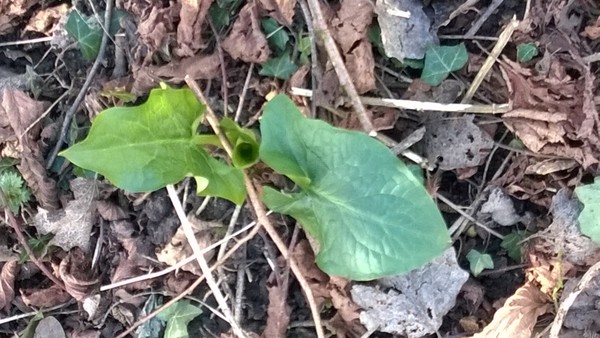 Can you help identify this plant?