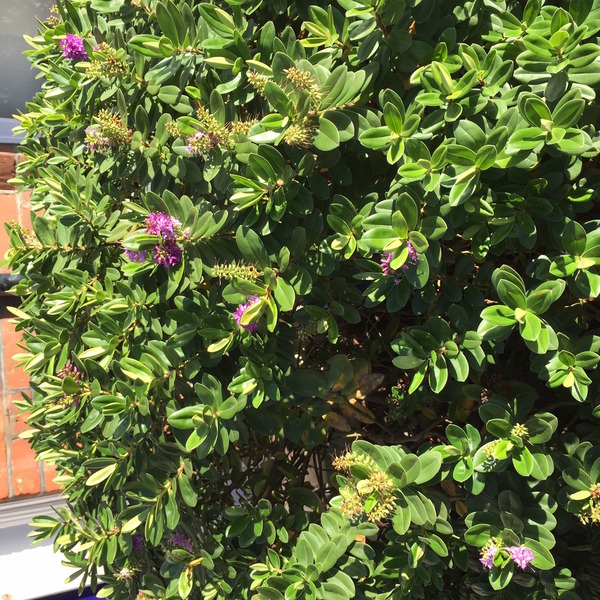 What's this shrub?