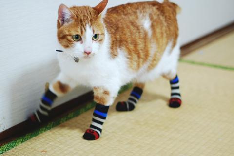 To pretend the cat did it and now I've had to put socks on her?