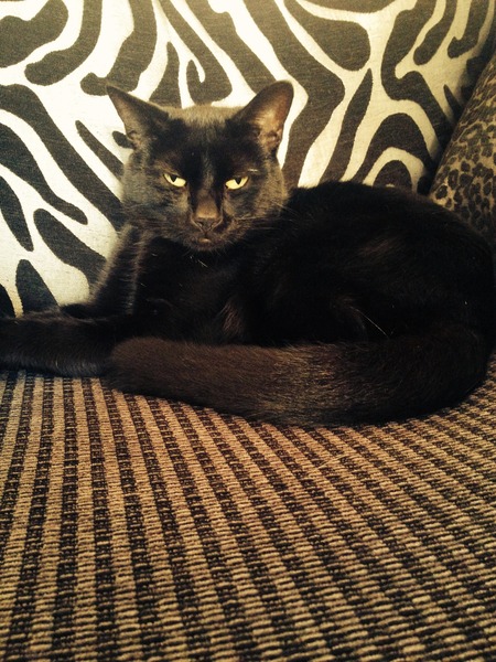 To be pissed off that someone has accused me of being cruel to my cat on a local FB page?