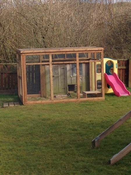 Older rabbit now alone - what friend will we get him?