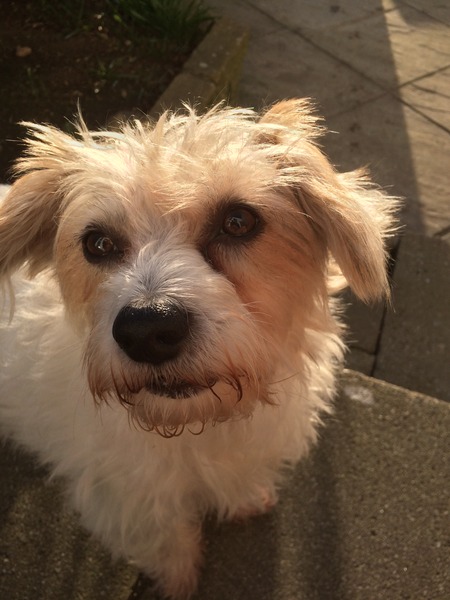 gunky eyes - vet needed?