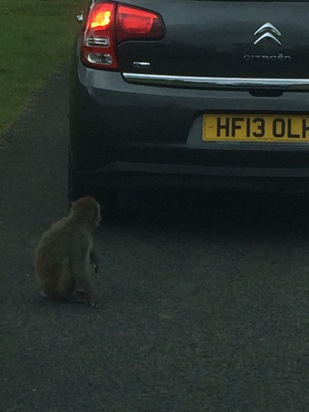 To ask if you've driven through a safari park...