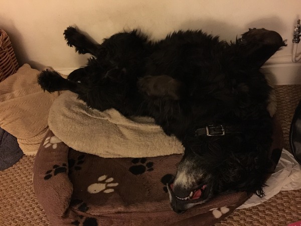 how does your dog sleep - feet in the air