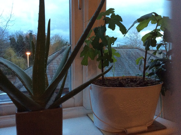 To use plastic storage boxes as planters?