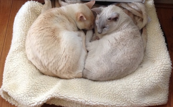 To pretend the cat did it and now I've had to put socks on her?