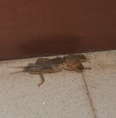 The Brave Babes Battle Bus -  The Wheels On This Bus Go Around And Around, In Search Of Sobriety.