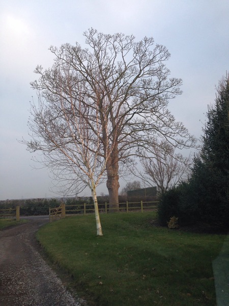 Can anyone identify a tree for me please?