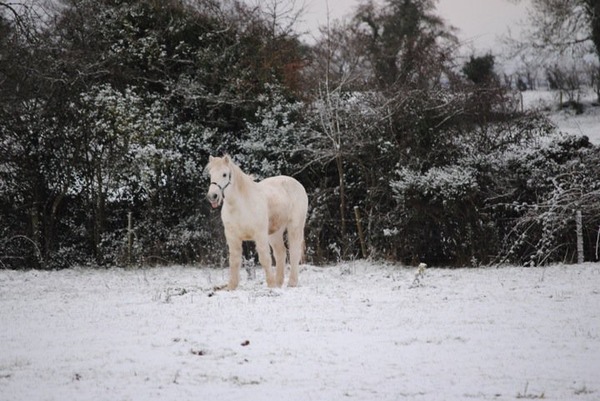 Old horse lying down