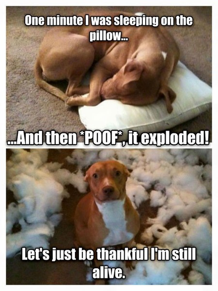 Bloody Dog