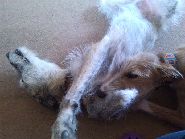 how does your dog sleep - feet in the air