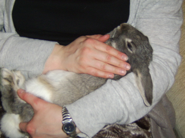 To think rabbits make shit pets?