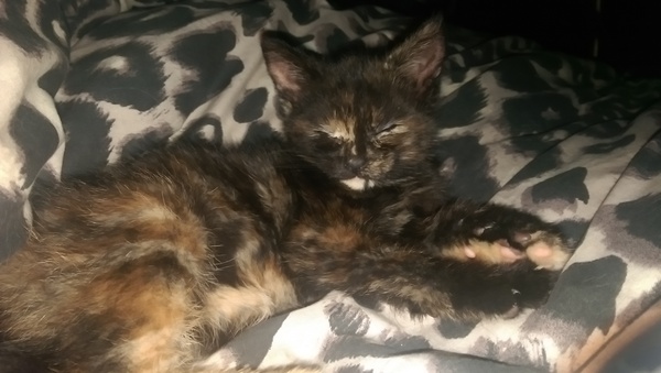 New kittens!!! we need name inspiration.