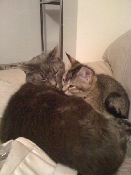 New kitten, or not?