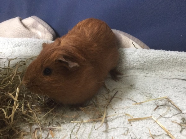 Tiptoe quietly this way .......