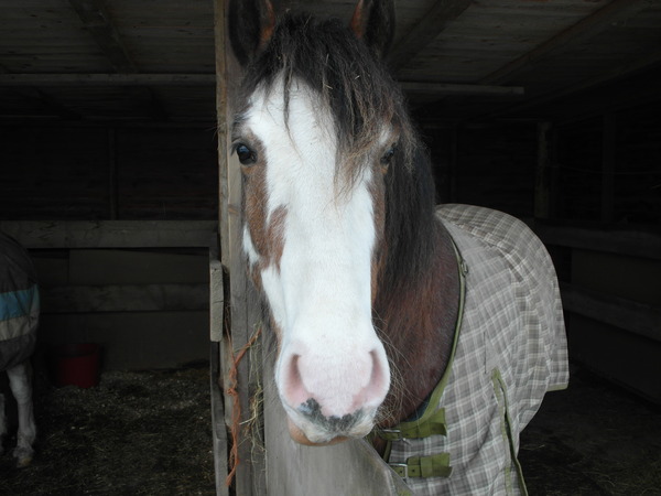 Can we have a thread for those who have returned to riding after a long time out of the saddle?