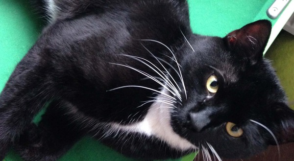 Lost Cat Peper Harow/Shackleford/Elstead/Godalming