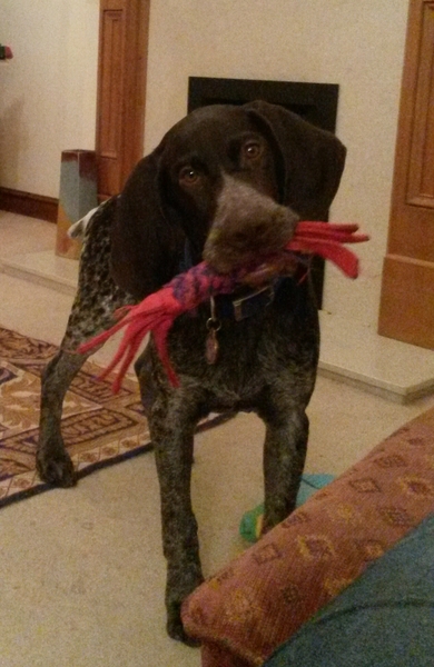 What kind of dog would be best?