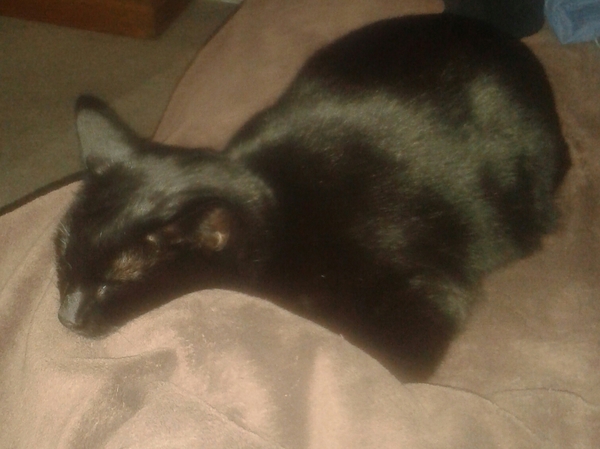 Nice moments with your cats