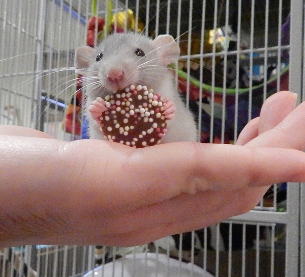 Small pet/s for a 5 year old?