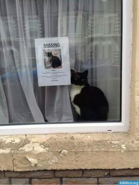 To be pissed off that someone has accused me of being cruel to my cat on a local FB page?