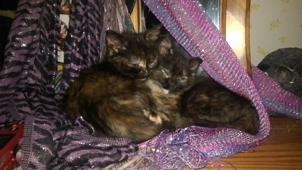 New kittens!!! we need name inspiration.