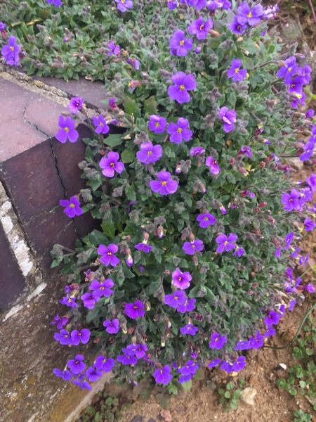 Can someone identify this plant please?