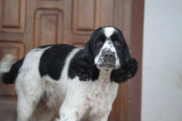 Rescue Cocker Spaniel