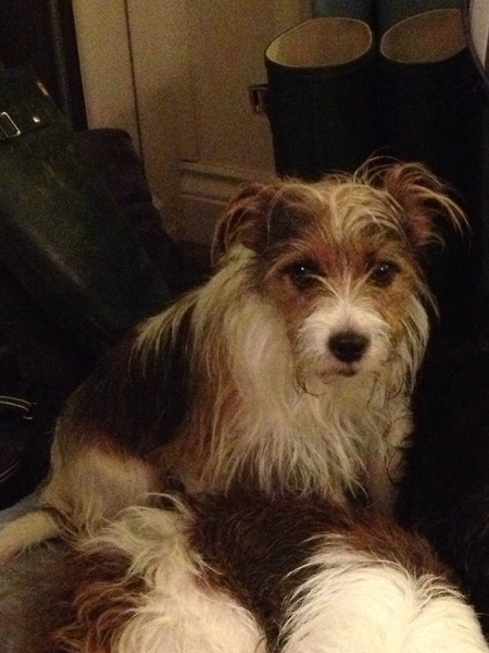 Help please!! Lost dog!! Heddington area near Calne, Wiltshire