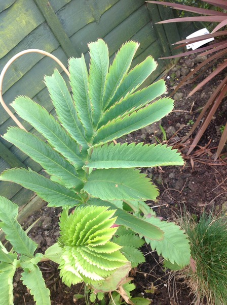 Help identifying plant please