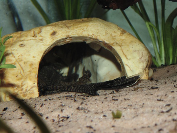 Stupidly excited about the amount of fry in the cave.