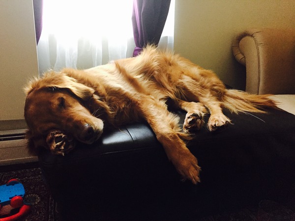 Living in America 2015