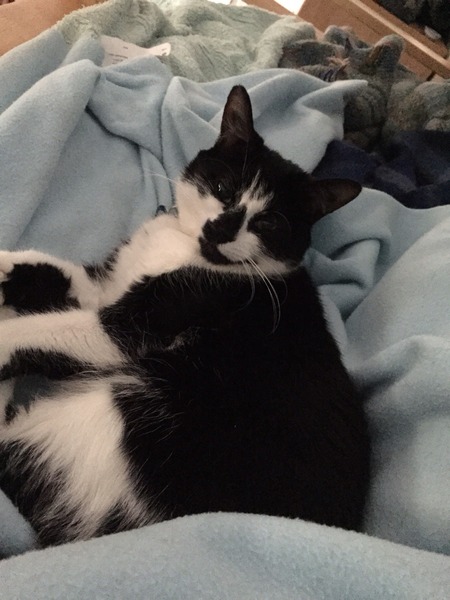 Where to put the kitty overnight?