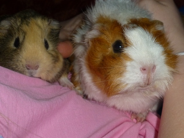 Guinea pug advice for newbie please...