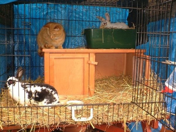 Please can you talk to me about rabbits (novice asking questions??)