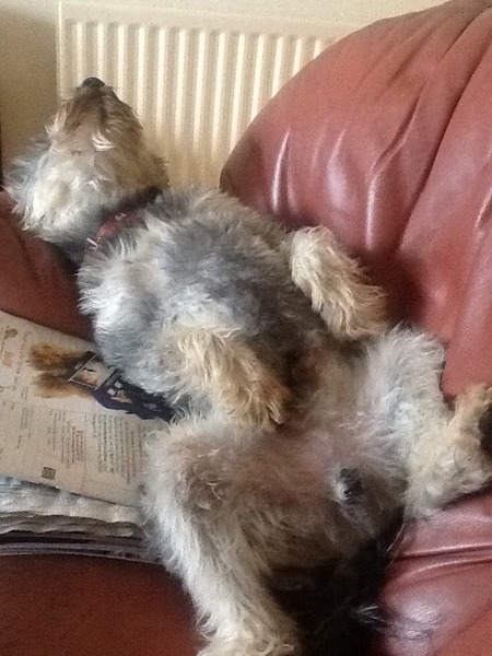how does your dog sleep - feet in the air