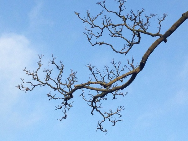 Can anyone identify a tree for me please?